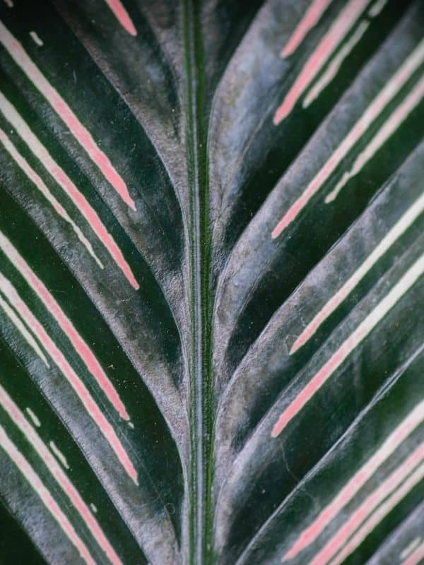 Calathea Ornata Leaf Close Up