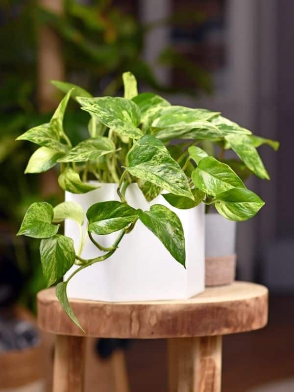 marble queen pothos plant