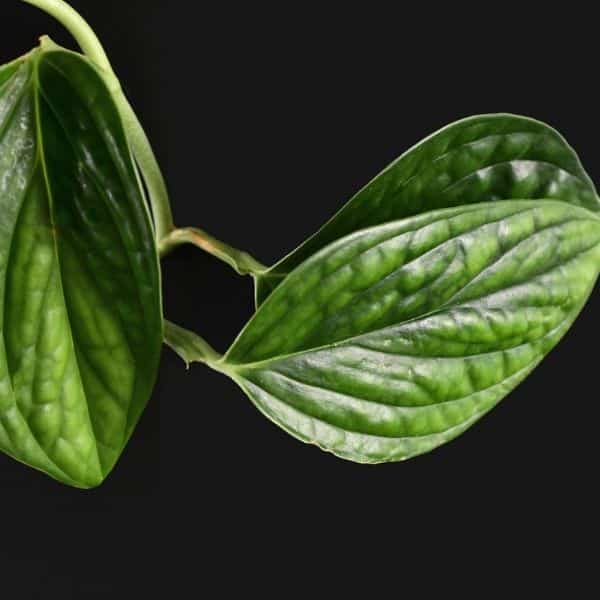 Monstera-Peru-Karstenianum-Leaf-Close-Up