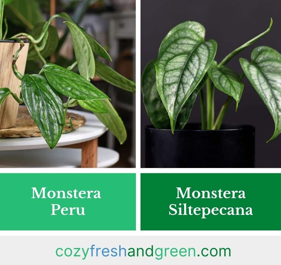 Monstera Peru vs Monstera Siltepecana