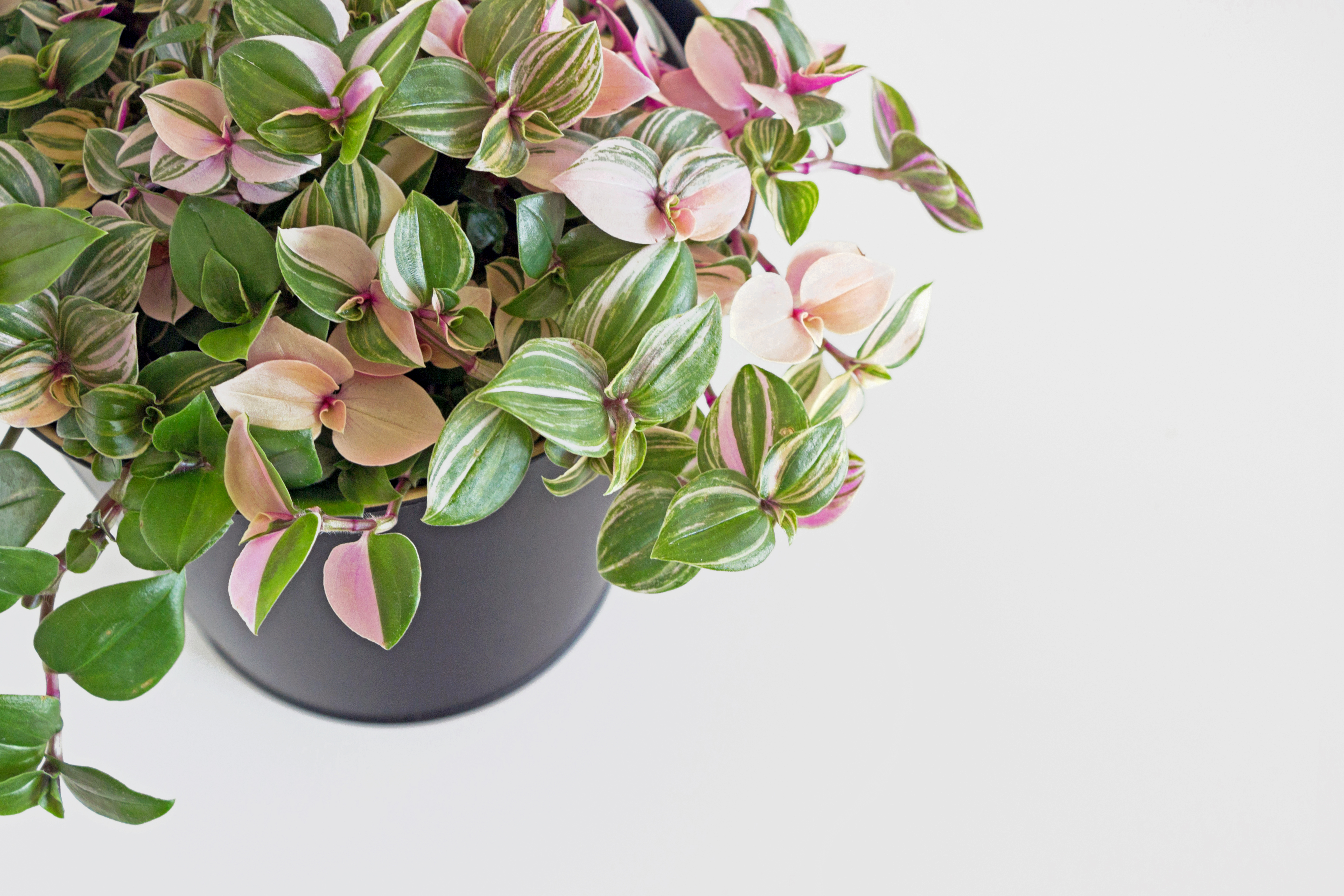 pink wandering jew