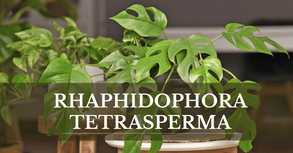 Rhaphidophora TetrRhaphidophora Tetrasperma