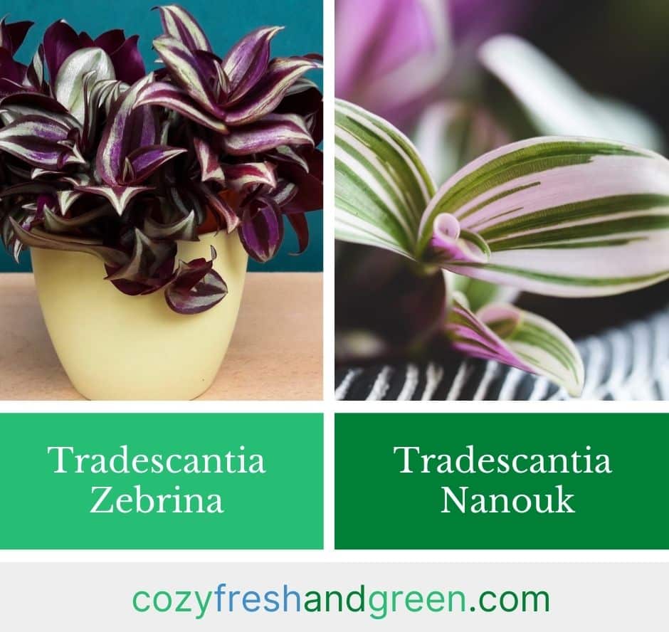 Tradescantia Zebrina vs. Tradescantia Nanouk