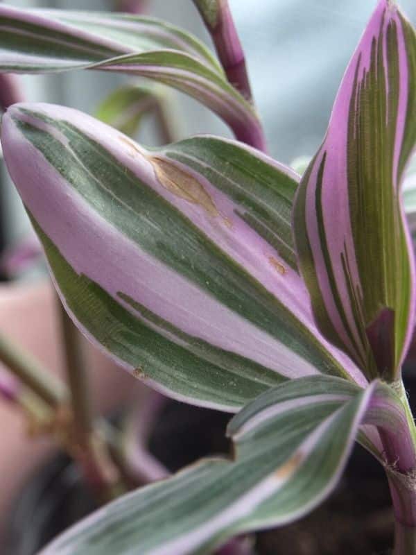 brown spots on tradescantia nanouk leaf