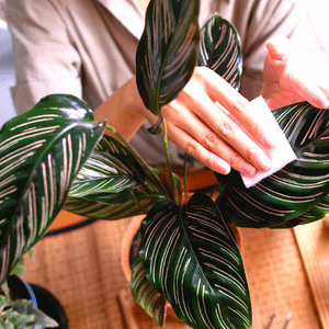 calathea ornata