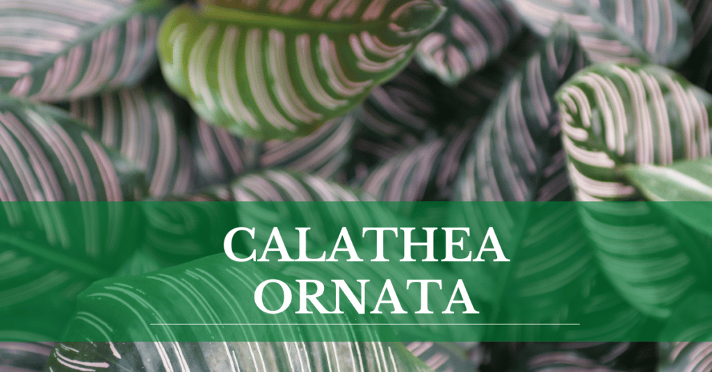 calathea ornata
