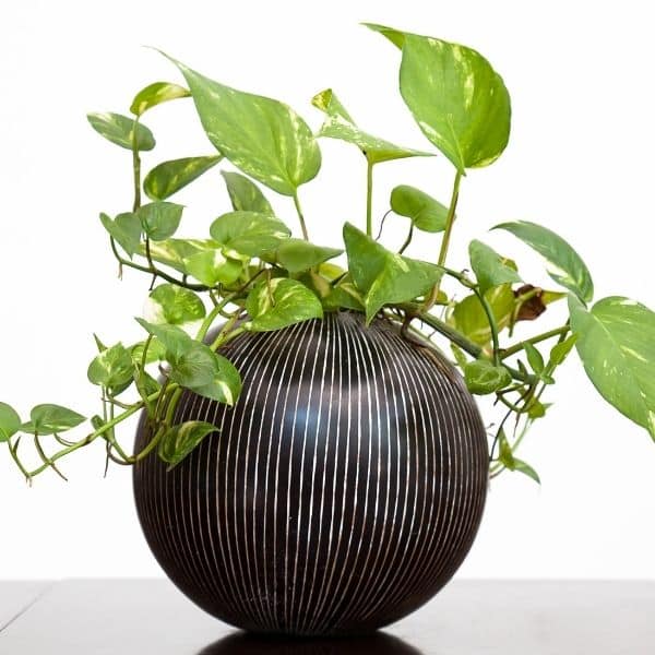 golden pothos plant in beautiful pot