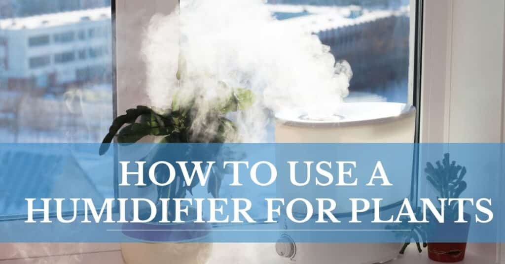 how to use a humidifier for plants