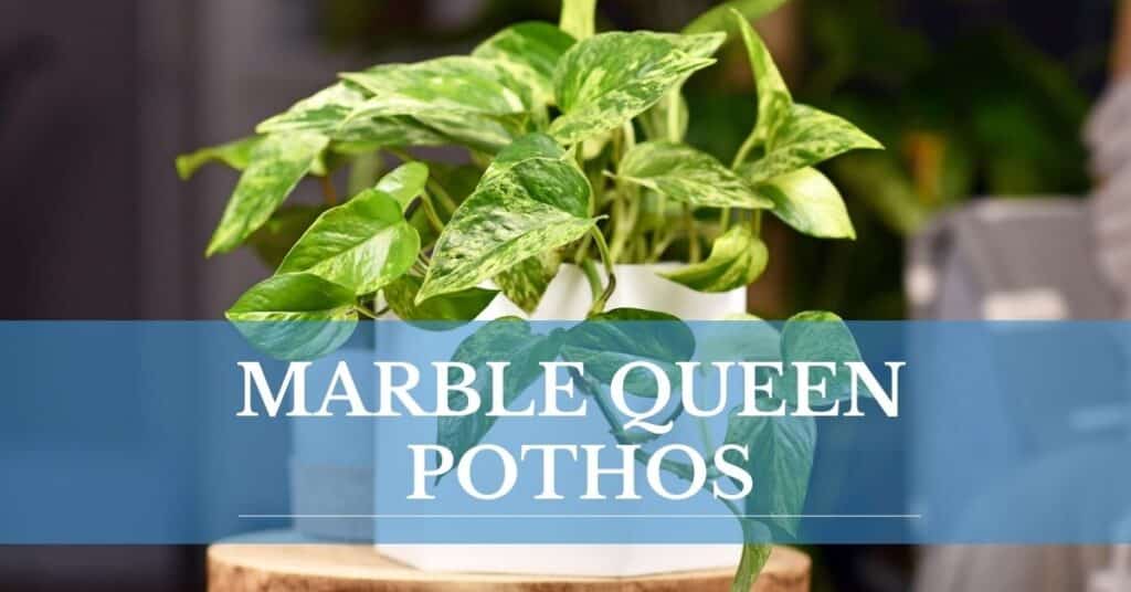marble queen pothos