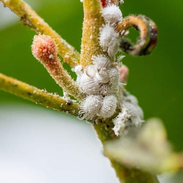 mealybugs