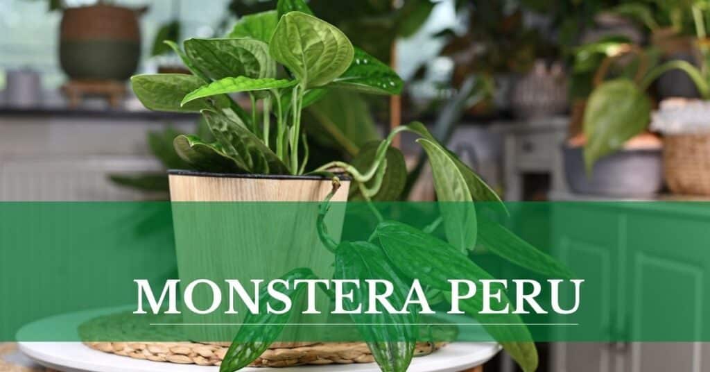 monstera peru