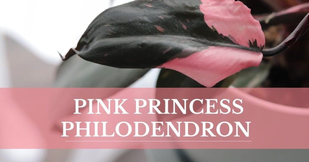 pink princess philodendron