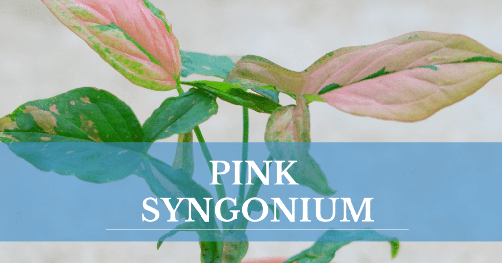 Pink Syngonium