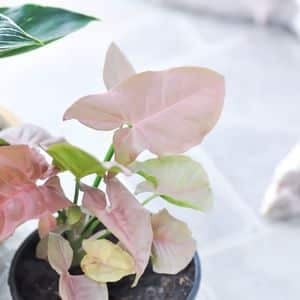 pink syngonium