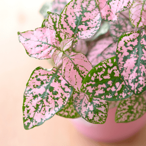 polka dot plant