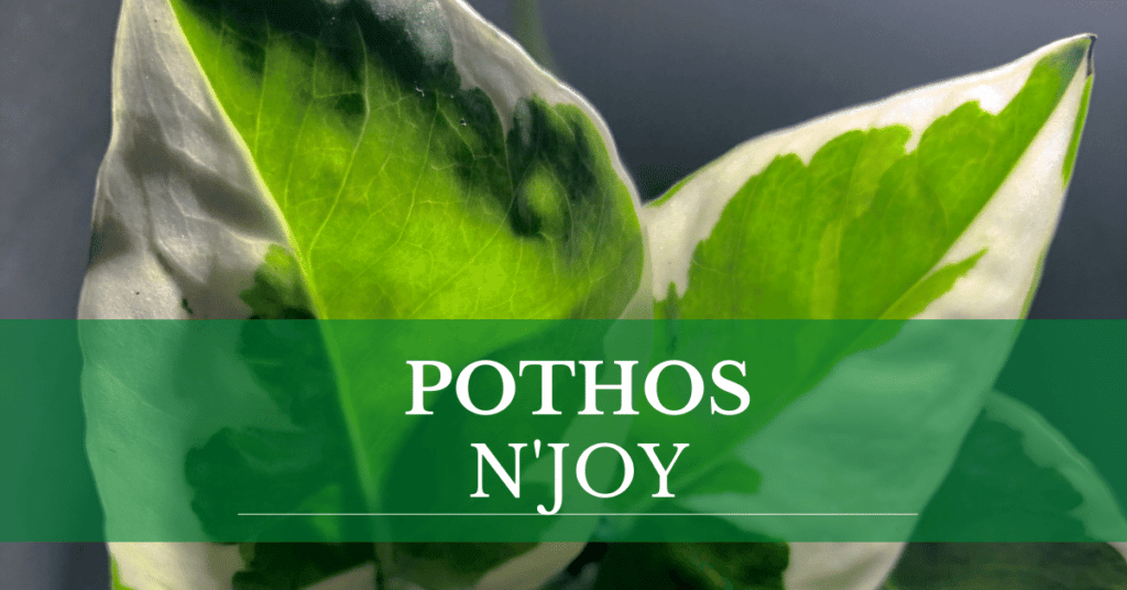 pothos n'joy