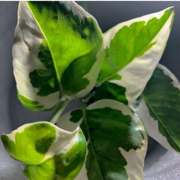 pothos n'joy leaves close up