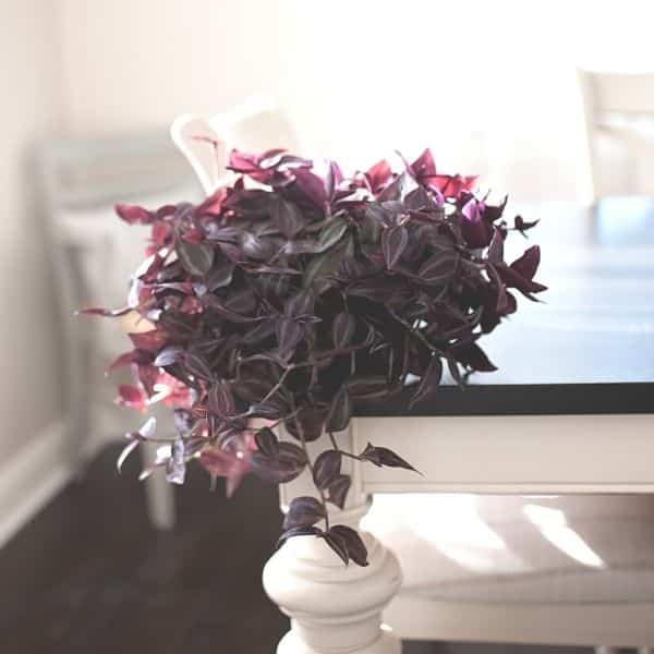 purple tradescantia