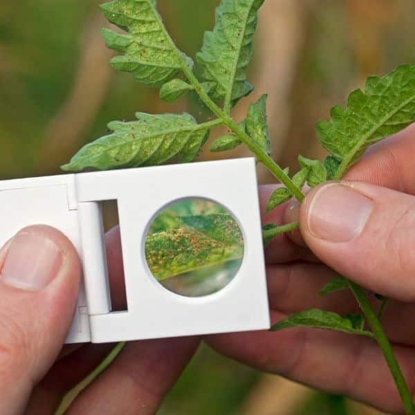 spider mites