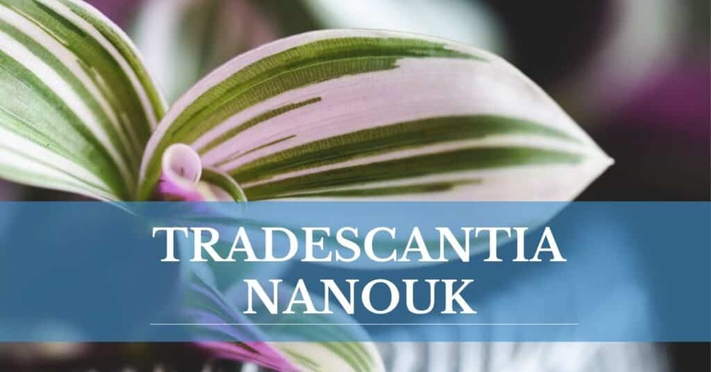 tradescantia nanouk