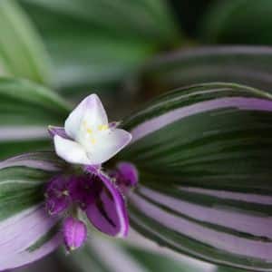 tradescantia nanouk flower
