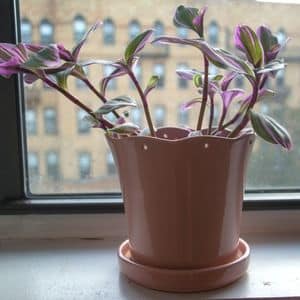 tradescantia nanouk in pot