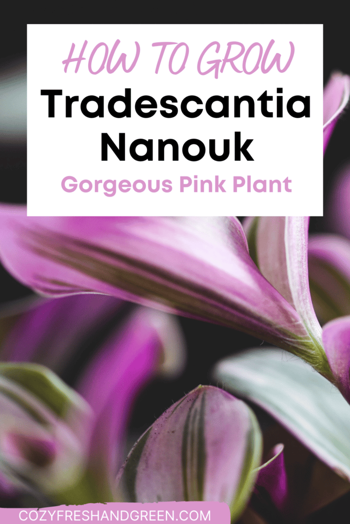 how to grow tradescantia nanouk with close up of pink leaf