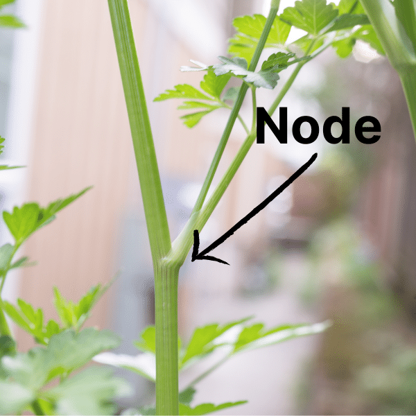 showing where to find a plant node