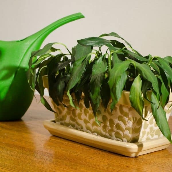 wilting is a sign of low humidity in houseplant