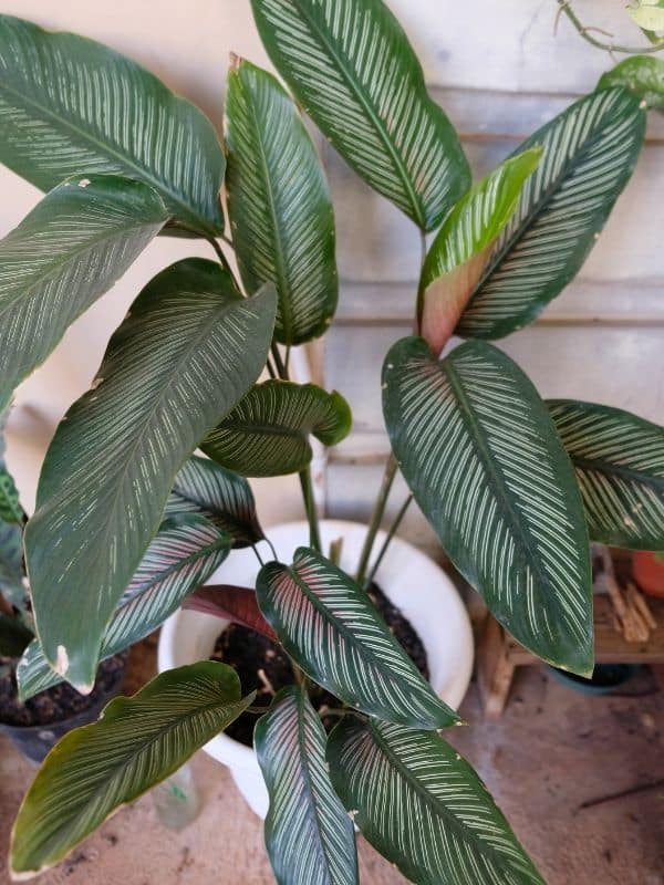 potted calathea ornata