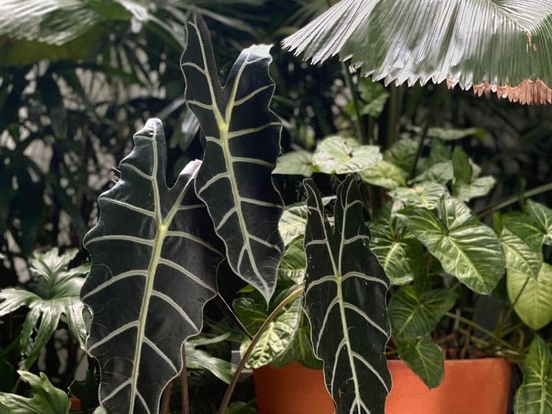 alocasia sanderiana leaf close up