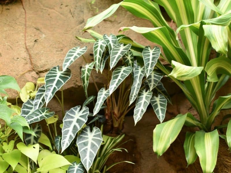 alocasia bambino