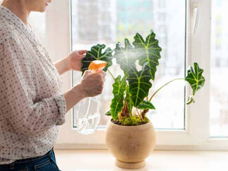 misting an alocasia polly