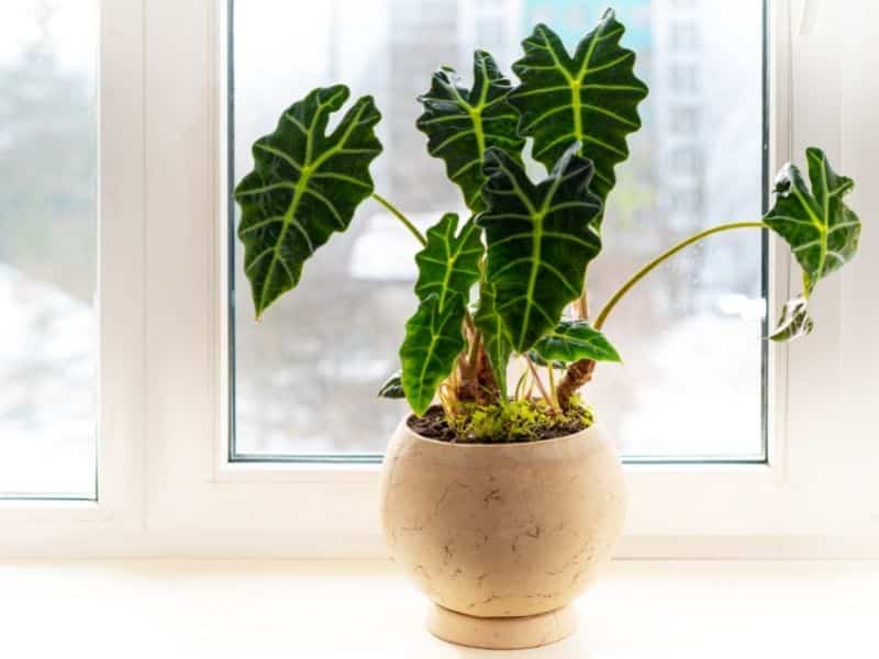 alocasia polly near sunny window