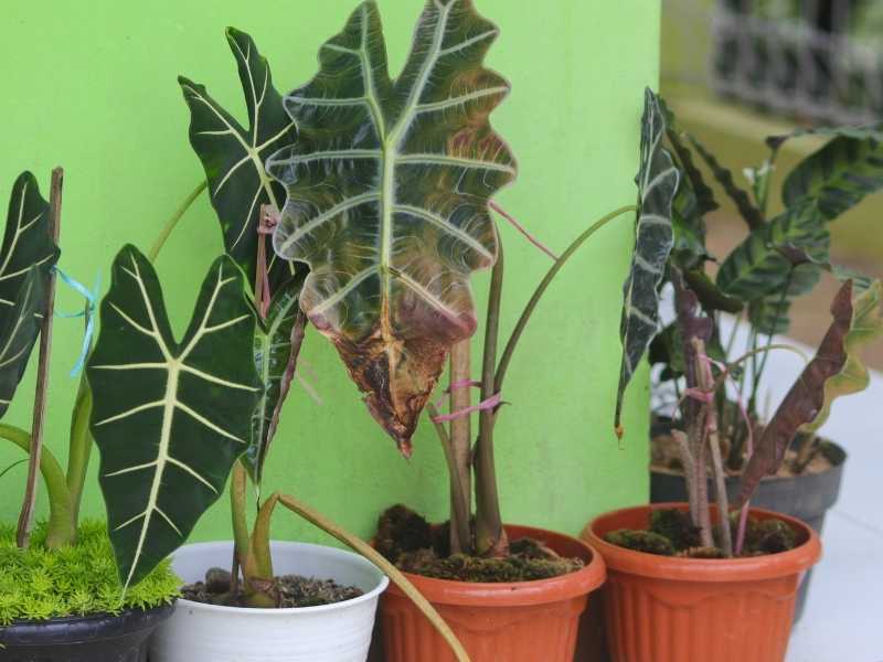 alocasia polly yellow leaves