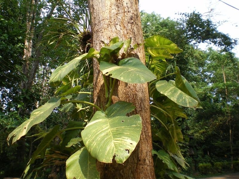 giant pothos