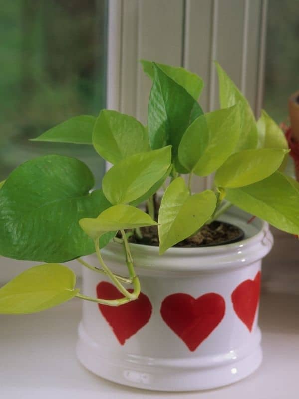 golden pothos