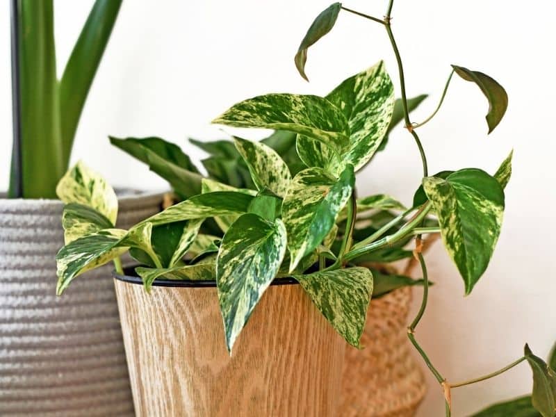 golden pothos most common pothos