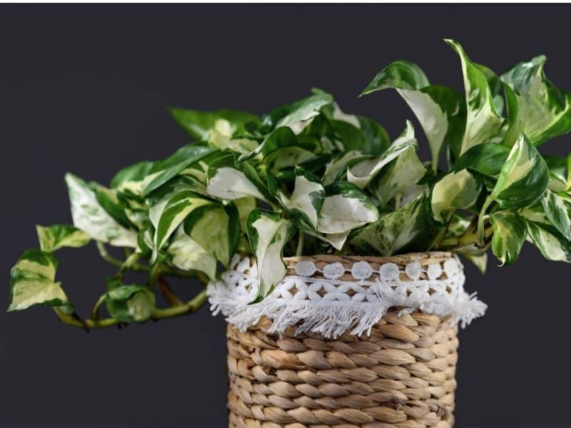 manjula pothos in basket