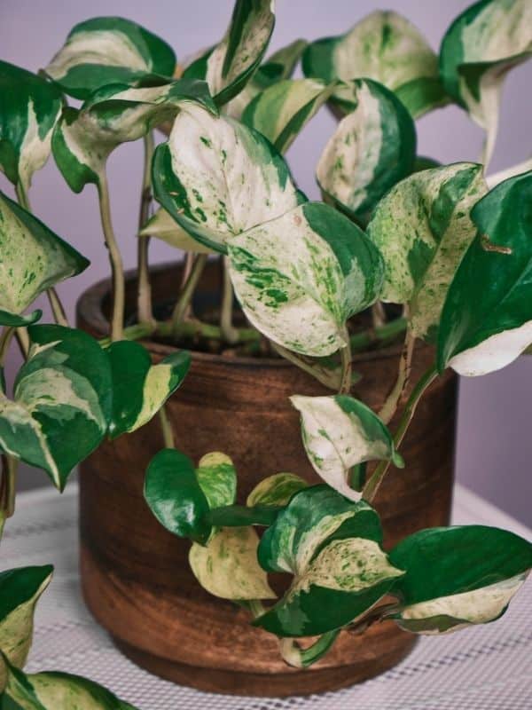 Manjula Pothos in Small Pot