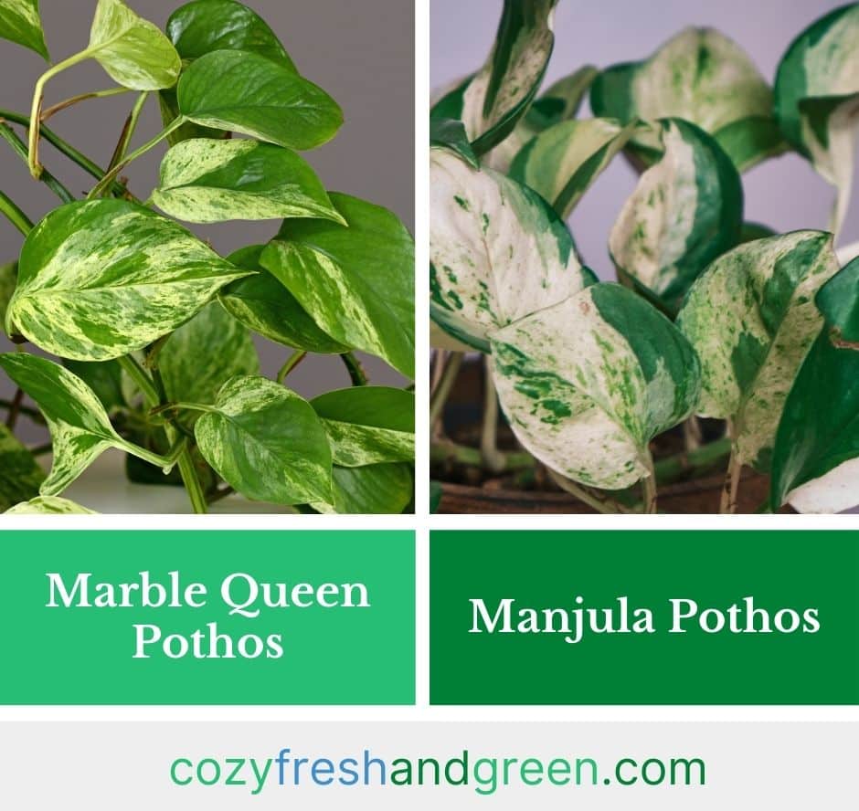 differences between marble queen pothos leaves and manjula pothos leaves