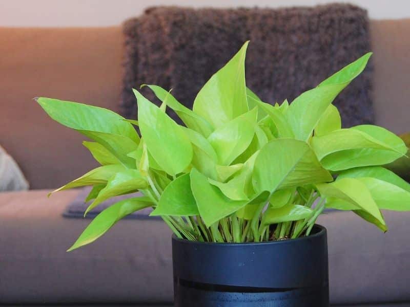 neon pothos