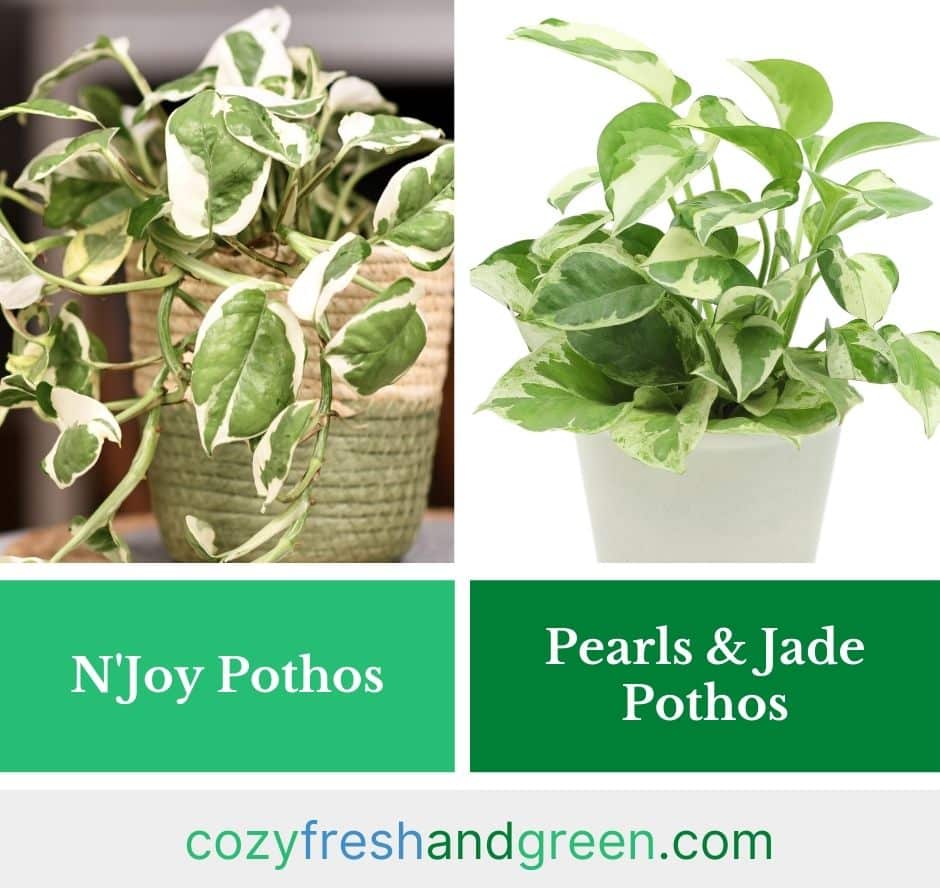 showing differences between n'joy pothos and pearls and jade pothos
