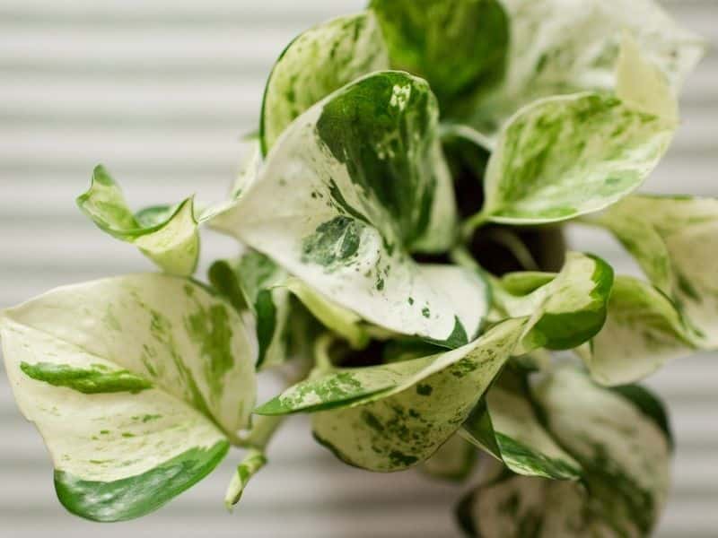 pearls and jade pothos