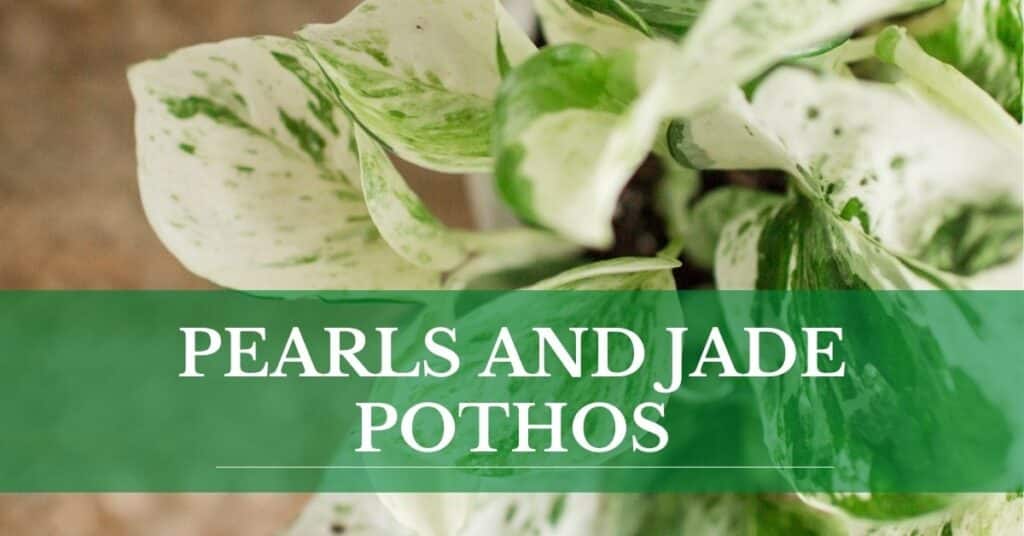 pearls and jade pothos