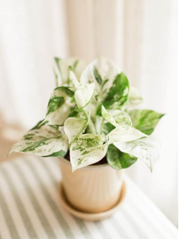 pearls and jade pothos plant in a pot