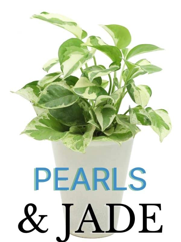 pearls and jade pothos in white pot