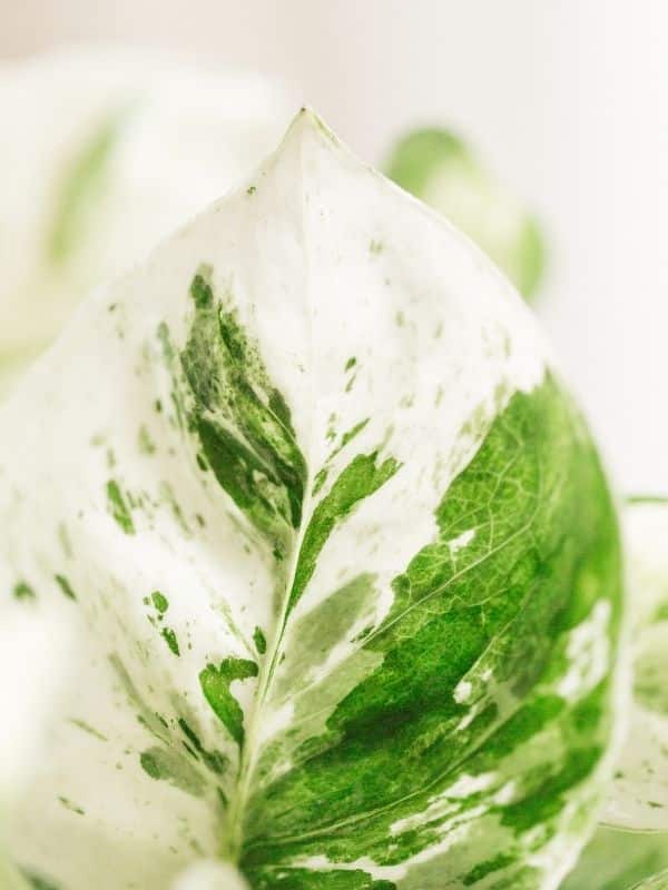 pearls and jade pothos leaf close up 12-18-21