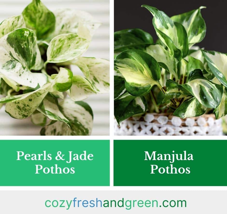 comparing leaves of pearls and jade vs manjula pothos