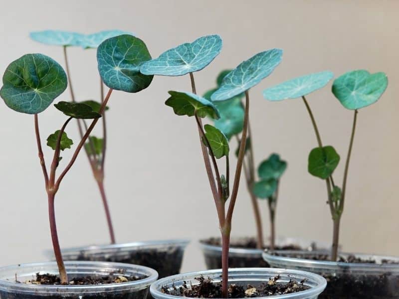 peltate leaves